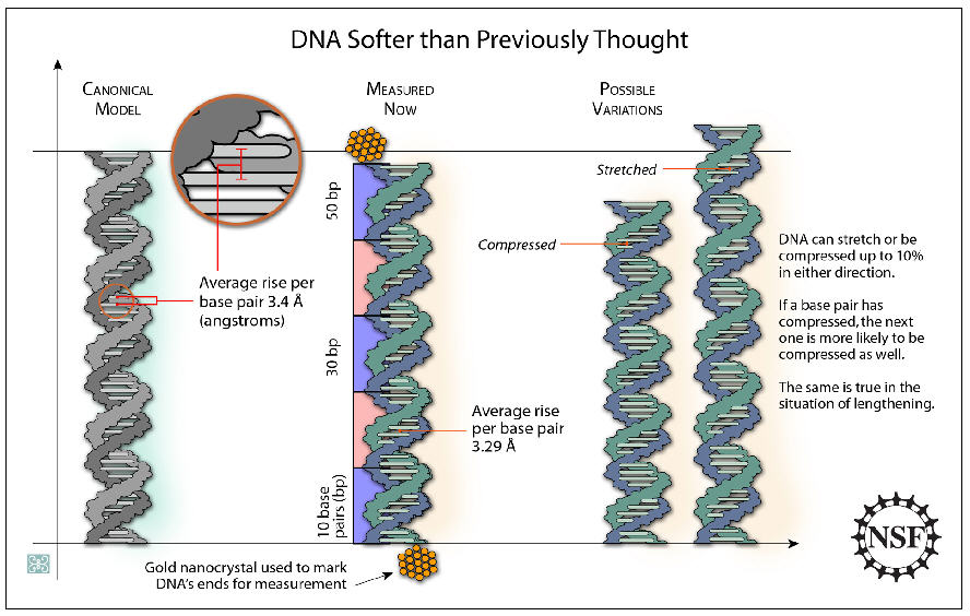 DNA's Double Helix Gets Some New Spring In Its Step